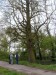 Chránený strom Tisovec dvojradový (foto:LL)